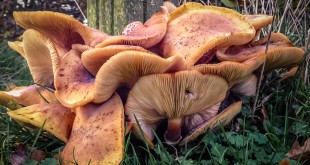 Als uit het niets weer paddenstoelen in de natuur - Renesse/NL