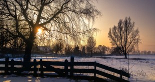 Een gouden wintermorgen in de polder - Zwartewaal/NL