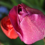 2014-04 Verse ochtenddauw staan als pareltjes op de nog gesloten bloem van de tulpen (Hellevoetsluis)