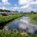 2014-05 Echt heerlijk lente landschap in de polders (Zwartewaal)