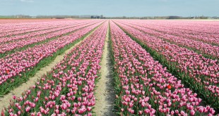 Tulpen op Goeree - een kleurrijk bloemen spectakel - Goeree-Overflakkee/NL
