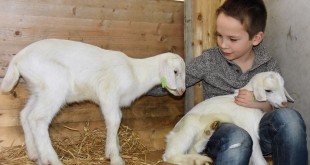 Omarm de lente met jonge geitjes - Mekkerstee - Ouddorp/NL