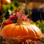 Pumpkins - a traditional autumn decoration. It adds bright colors and shapes to our gardens while the other colors of summer fade away.