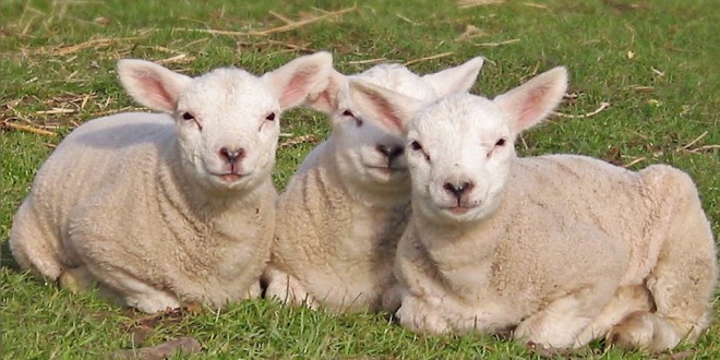2003-03 Lammetjes staan weer in de Wei (Vierpolders)