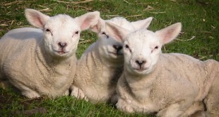 Lammetjes buiten in de winterzon - Zwartewaal/NL