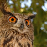 2005-09 Enorme Uilen op bezoek - Kinderboerderij Kerkestee (Hellevoetsluis)