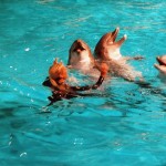 Dierentuin Dolfinarium Harderwijk mei-2008