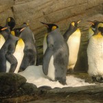 Soms maar schuifelen in Dierentuin Blijdorp ZOO - Rotterdam/NL