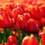 2010-04 Velden vol met bloemen - Tulpen op Goeree (Stad-ah-Haringvliet)