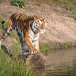 Ook de  dieren genieten van aangenaam weer - Safariepark Beekse Bergen/NL