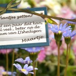 Plantjes na IJsheiligen (mei)
