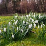Landgraaf Mundo Verde Bloemen Sneeuwklokjes 03-mrt-2013