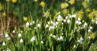 2014-03 Volop Sneeuwklokjes en Narcissen in de bossen achter de duinen (Oostvoorne)