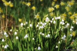 2014-03 Volop Sneeuwklokjes en Narcissen in de bossen achter de duinen (Oostvoorne)