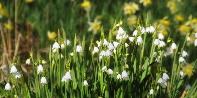 2014-03 Volop Sneeuwklokjes en Narcissen in de bossen achter de duinen (Oostvoorne)