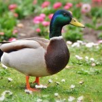 2014-04 Vogels zijn weer druk in de weer met territorium, partner, nest en natuurlijk de eitjes (Kaatsheuvel)