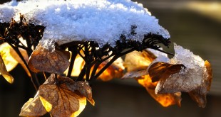 Koning Winter legt zijn kroon in de natuur - Hellevoetsluis/NL