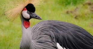 Kraanvogel - Diergaarde Blijdorp - Rotterdam/NL