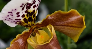 Orchidee in kleur in de Tulpenhof - Lisse/NL
