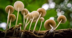 Paddestoelen op Landgoed Mildenburg - Oostvoorne/NL